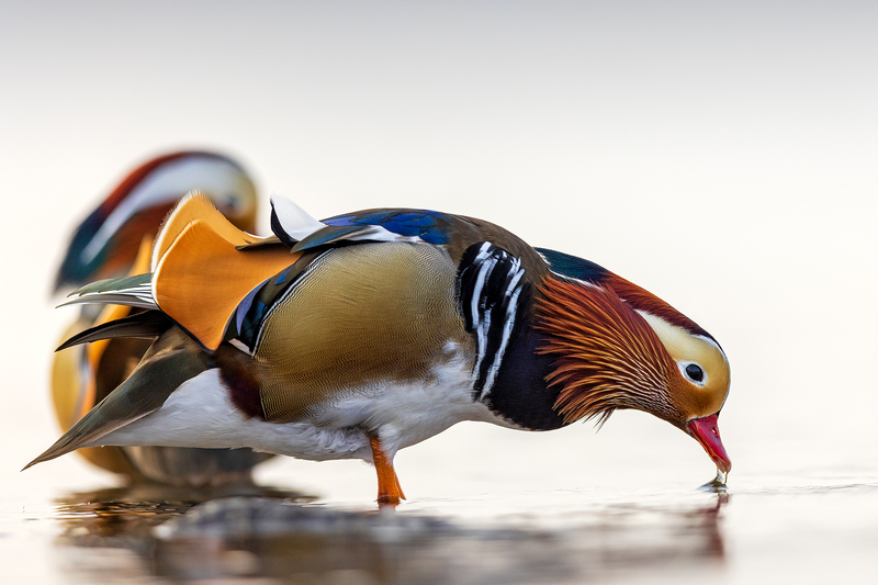 Mandarin ducks, Kouvola, Finland